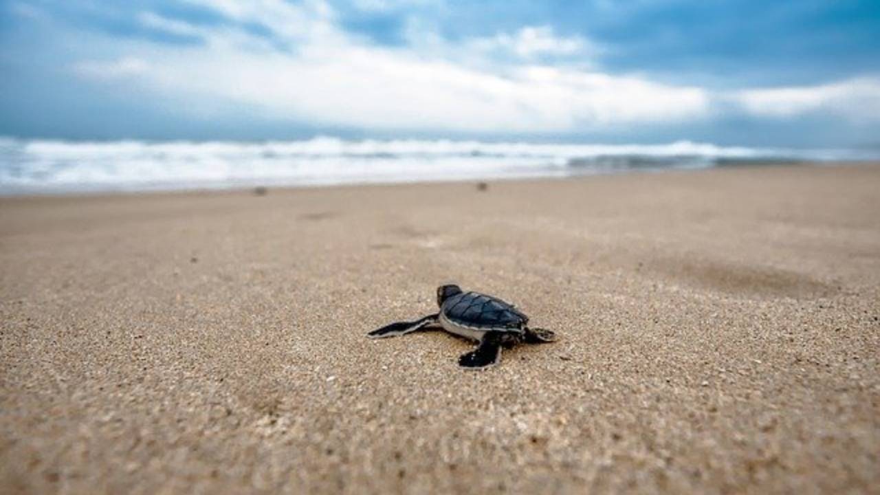 En Michoacán hay playas con tortugas