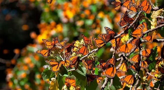 Visita el santuario de la mariposa monarca en Morelia